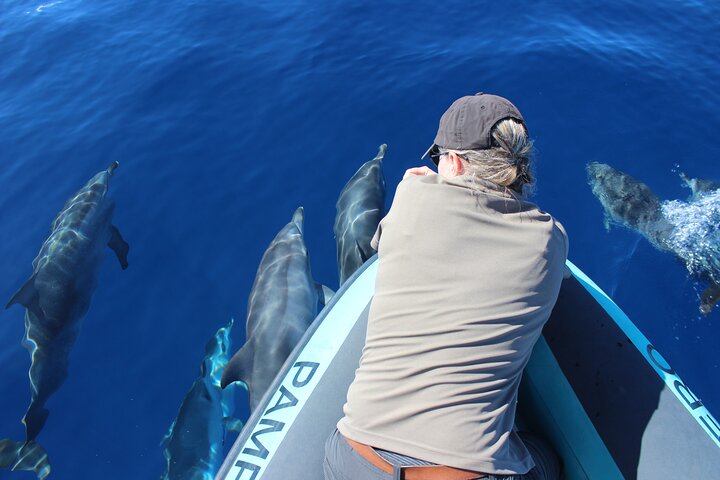 Val- och delfinsafari med RIB-båt i Calheta, Madeira, foto 15 | wizardtrip