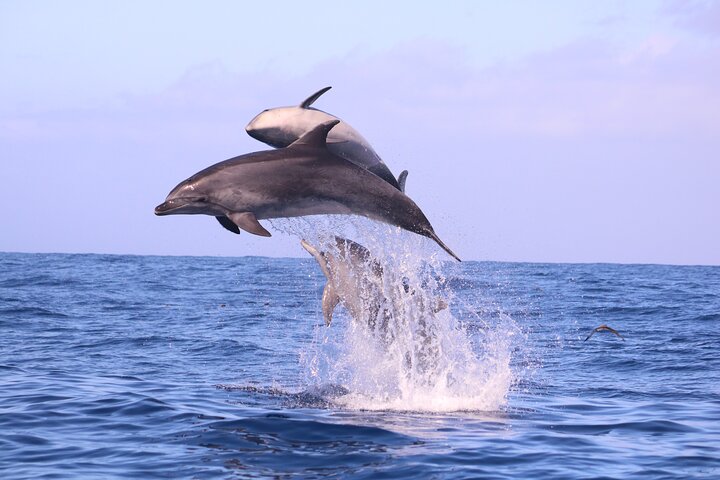Val- och delfinsafari med RIB-båt i Calheta, Madeira, foto 16 | wizardtrip