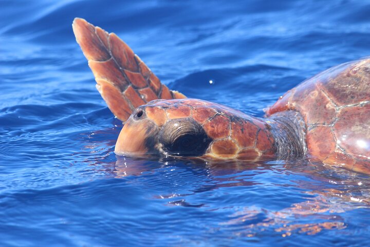 Val- och delfinsafari med RIB-båt i Calheta, Madeira, foto 17 | wizardtrip