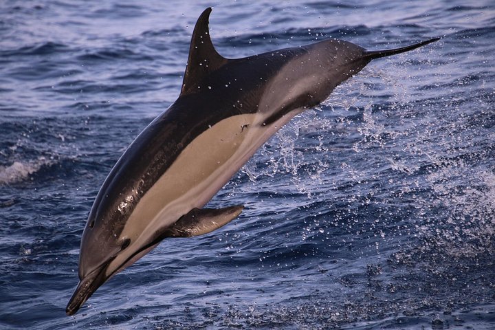 Val- och delfinsafari med RIB-båt i Calheta, Madeira, foto 20 | wizardtrip