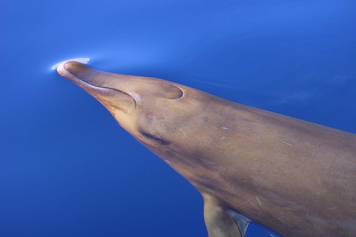 Val- och delfinsafari med RIB-båt i Calheta, Madeira, foto 21 | wizardtrip