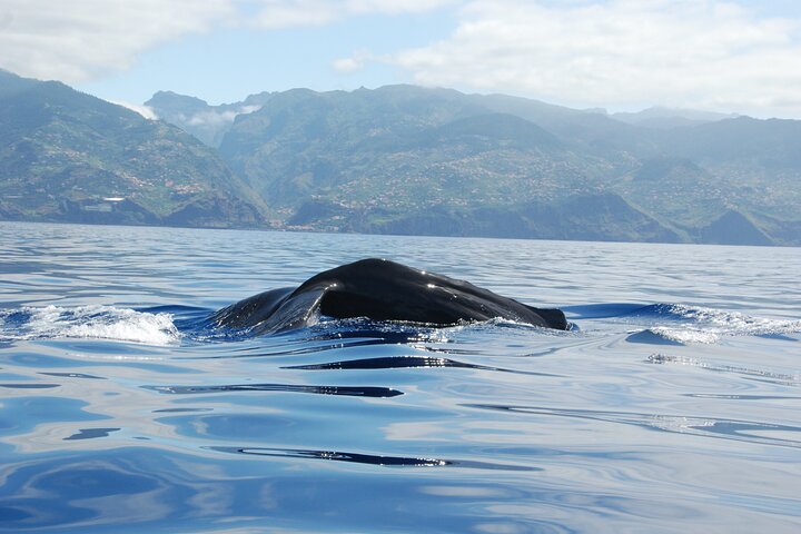 Val- och delfinsafari med RIB-båt i Calheta, Madeira, foto 22 | wizardtrip