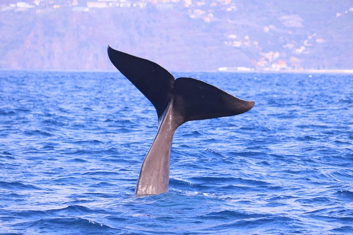 Val- och delfinsafari med RIB-båt i Calheta, Madeira, foto 23 | wizardtrip
