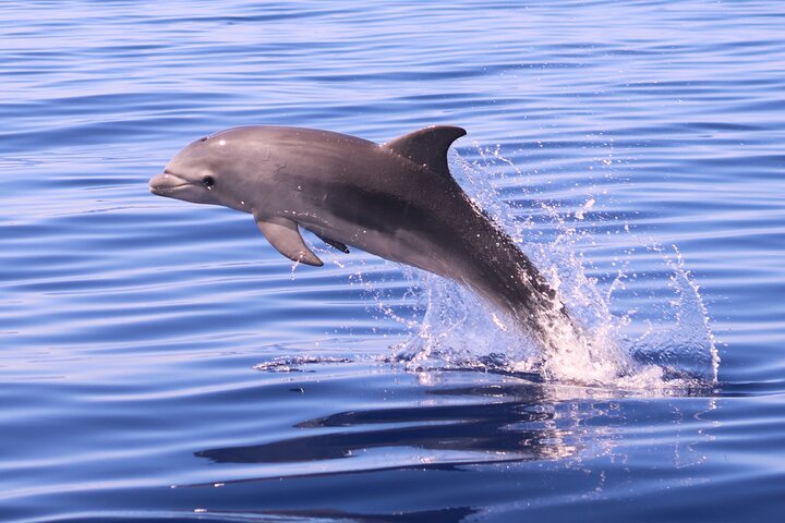 Val- och delfinsafari med RIB-båt i Calheta, Madeira, foto 24 | wizardtrip