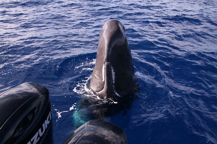 Val- och delfinsafari med RIB-båt i Calheta, Madeira, foto 25 | wizardtrip