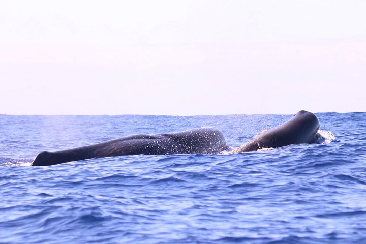 Val- och delfinsafari med RIB-båt i Calheta, Madeira, foto 26 | wizardtrip