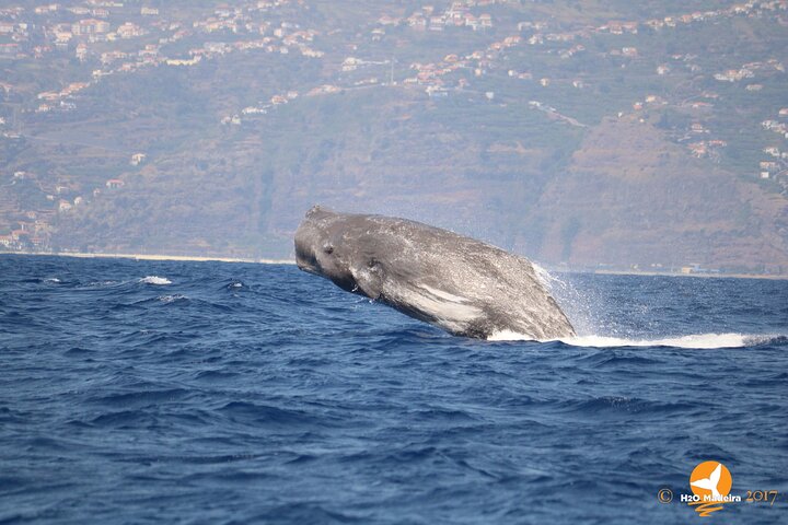 Val- och delfinsafari med RIB-båt i Calheta, Madeira, foto 27 | wizardtrip