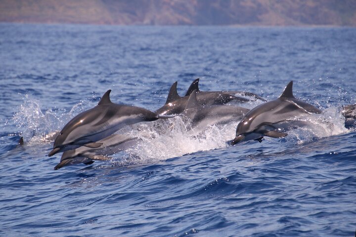 Val- och delfinsafari med RIB-båt i Calheta, Madeira, foto 29 | wizardtrip