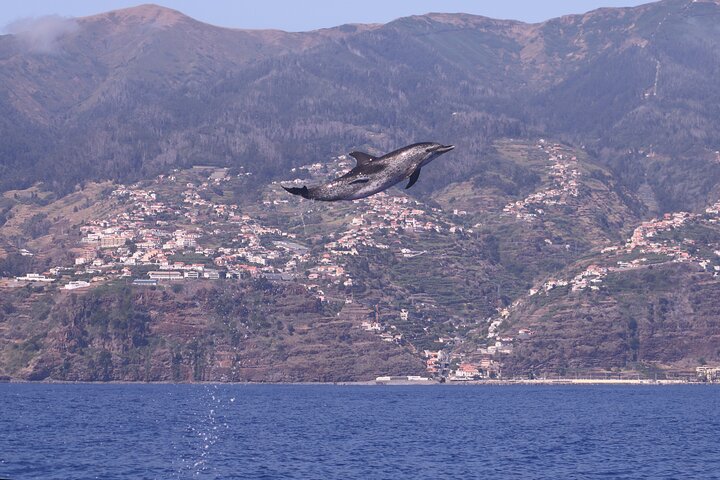 Val- och delfinsafari med RIB-båt i Calheta, Madeira, foto 30 | wizardtrip