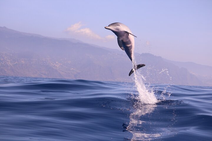 Val- och delfinsafari med RIB-båt i Calheta, Madeira, foto 31 | wizardtrip