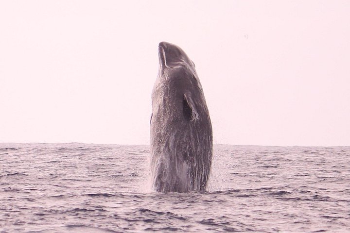 Val- och delfinsafari med RIB-båt i Calheta, Madeira, foto 33 | wizardtrip