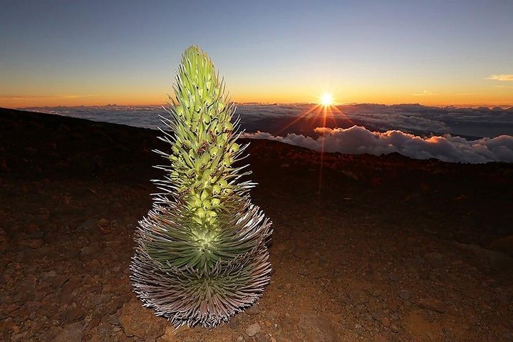 Maui Haleakala Sonnenaufgangstour mit Blick auf den Vulkankrater und lokalem Frühstück, Foto 13 | wizardtrip