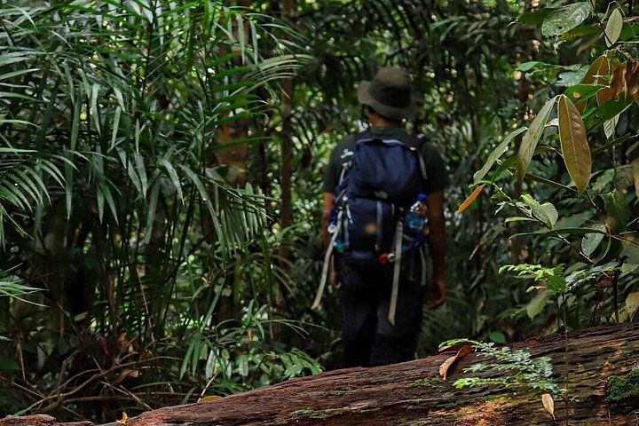 Ethische jungle trektocht avontuur in Gunung Leuser National Park, Sumatra, Indonesië, foto 19 | wizardtrip