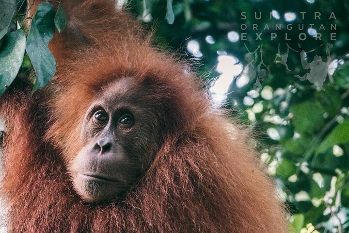 Ethische jungle trektocht avontuur in Gunung Leuser National Park, Sumatra, Indonesië, foto 21 | wizardtrip