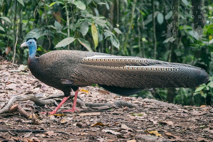 Ethische jungle trektocht avontuur in Gunung Leuser National Park, Sumatra, Indonesië, foto 22 | wizardtrip