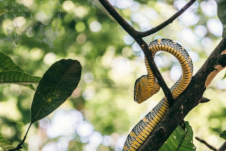 Ethische jungle trektocht avontuur in Gunung Leuser National Park, Sumatra, Indonesië, foto 23 | wizardtrip