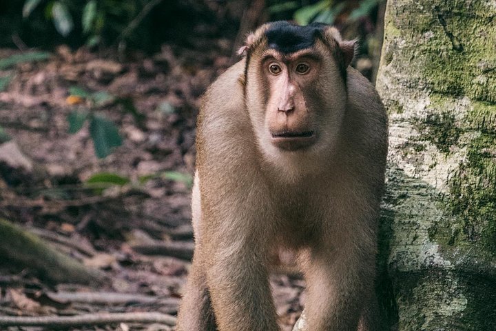 Ethische jungle trektocht avontuur in Gunung Leuser National Park, Sumatra, Indonesië, foto 24 | wizardtrip