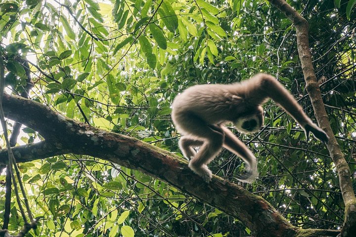 Ethische jungle trektocht avontuur in Gunung Leuser National Park, Sumatra, Indonesië, foto 25 | wizardtrip