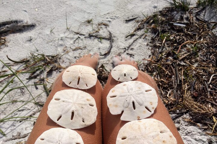 Shell Key Ferry vanaf Ft. DeSoto Boat Ramp | wizardtrip