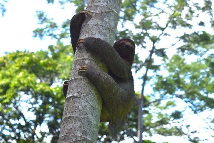 Erleben Sie den Nervenkitzel des Zip-Lining durch das üppige Regenwald-Kronendach in Manuel Antonio, Costa Rica, Foto 8 | wizardtrip
