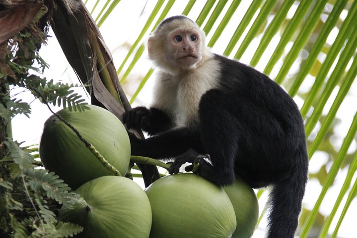 Erleben Sie den Nervenkitzel des Zip-Lining durch das üppige Regenwald-Kronendach in Manuel Antonio, Costa Rica, Foto 13 | wizardtrip