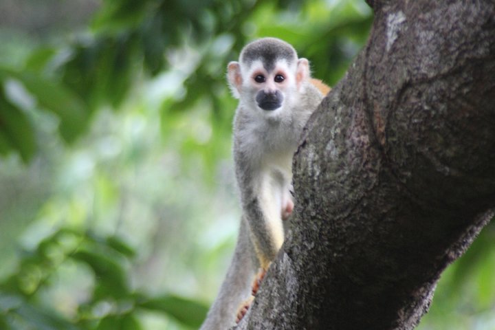 Erleben Sie den Nervenkitzel des Zip-Lining durch das üppige Regenwald-Kronendach in Manuel Antonio, Costa Rica, Foto 15 | wizardtrip