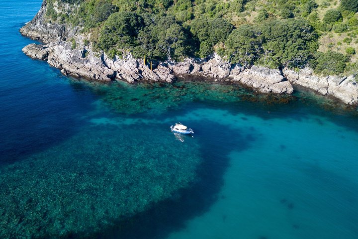 Passeio de barco com fundo de vidro em Whitianga explorando a vida marinha e a costa, foto 6 | wizardtrip