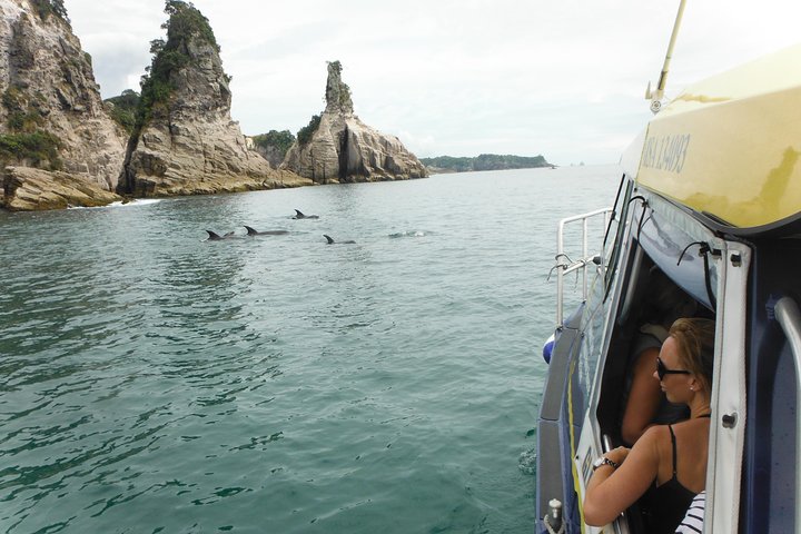 Passeio de barco com fundo de vidro em Whitianga explorando a vida marinha e a costa, foto 9 | wizardtrip