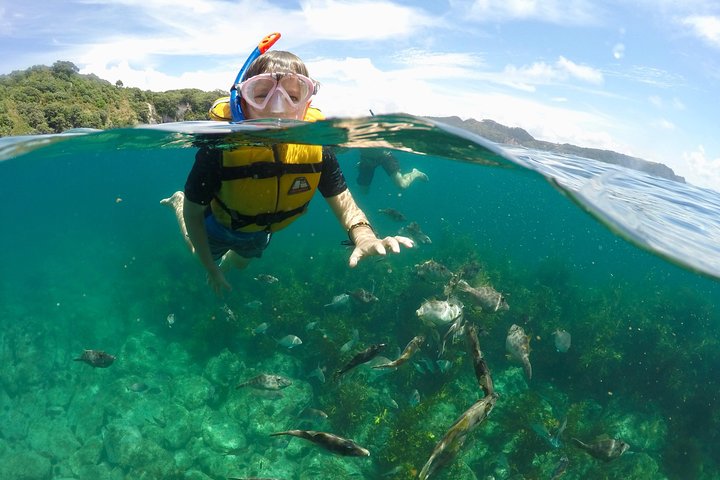 Passeio de barco com fundo de vidro em Whitianga explorando a vida marinha e a costa, foto 10 | wizardtrip