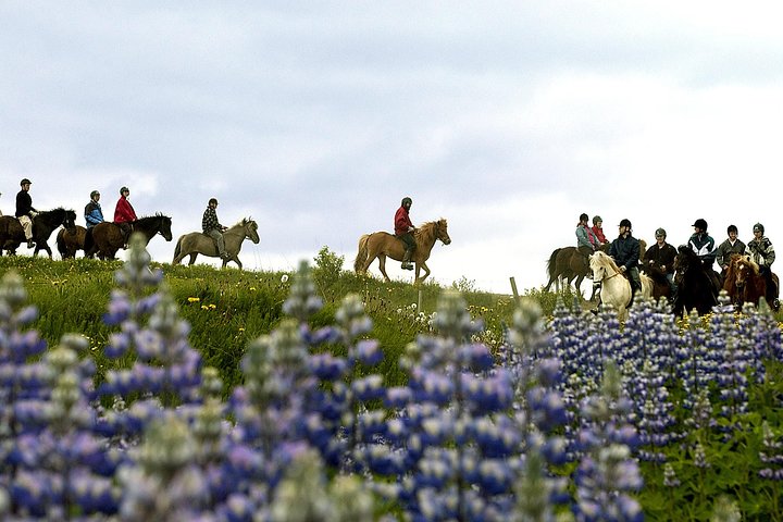 Njut av en ridtur på islandshästar nära Reykjavik, Island, foto 7 | wizardtrip