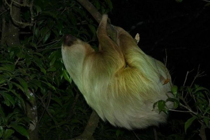 Monteverde Cloud Forest Nacht-Tierbeobachtung | wizardtrip