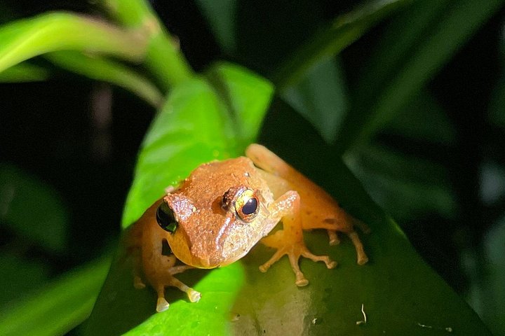 Promenade nocturne dans la forêt de nuages de Monteverde, Costa Rica, à la recherche de la faune nocturne, photo 6 | wizardtrip