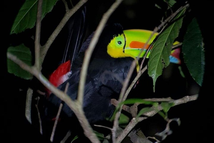 Promenade nocturne dans la forêt de nuages de Monteverde, Costa Rica, à la recherche de la faune nocturne, photo 7 | wizardtrip