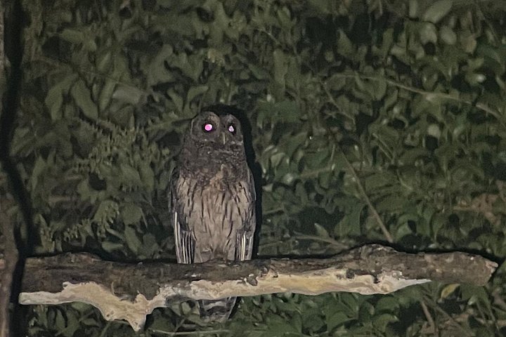 Promenade nocturne dans la forêt de nuages de Monteverde, Costa Rica, à la recherche de la faune nocturne, photo 8 | wizardtrip