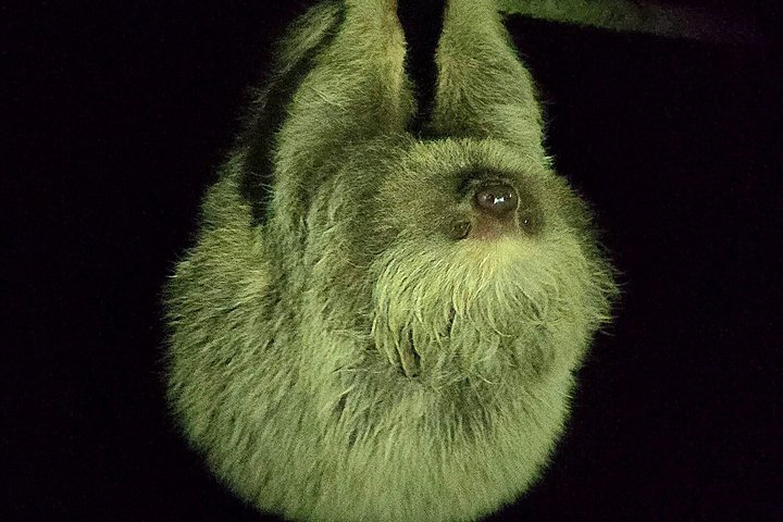 Promenade nocturne dans la forêt de nuages de Monteverde, Costa Rica, à la recherche de la faune nocturne, photo 9 | wizardtrip
