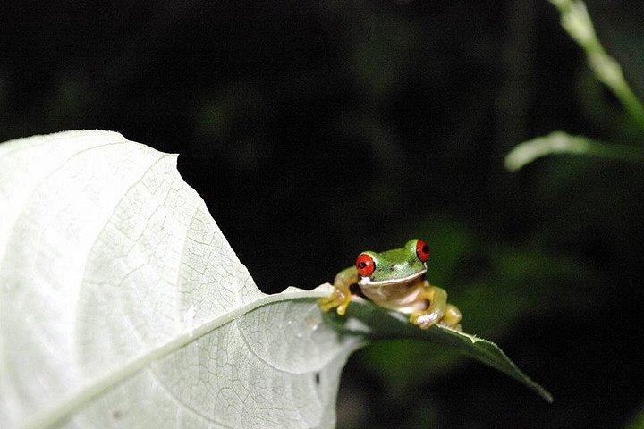 Promenade nocturne dans la forêt de nuages de Monteverde, Costa Rica, à la recherche de la faune nocturne, photo 11 | wizardtrip