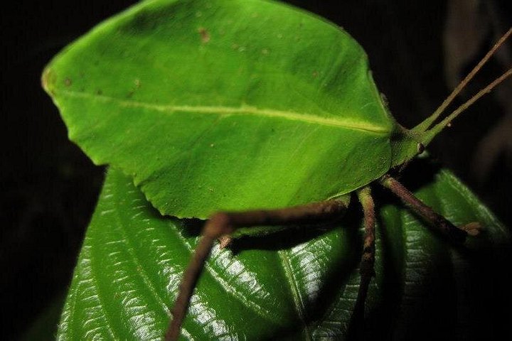 Promenade nocturne dans la forêt de nuages de Monteverde, Costa Rica, à la recherche de la faune nocturne, photo 12 | wizardtrip