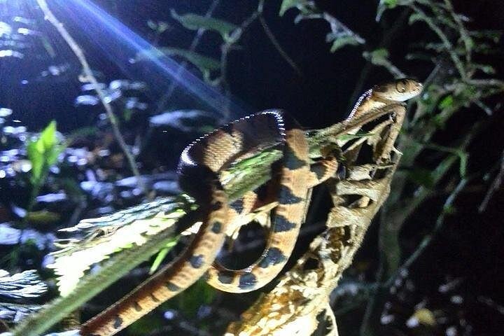 Promenade nocturne dans la forêt de nuages de Monteverde, Costa Rica, à la recherche de la faune nocturne, photo 13 | wizardtrip
