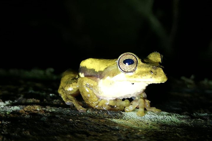 Promenade nocturne dans la forêt de nuages de Monteverde, Costa Rica, à la recherche de la faune nocturne, photo 15 | wizardtrip