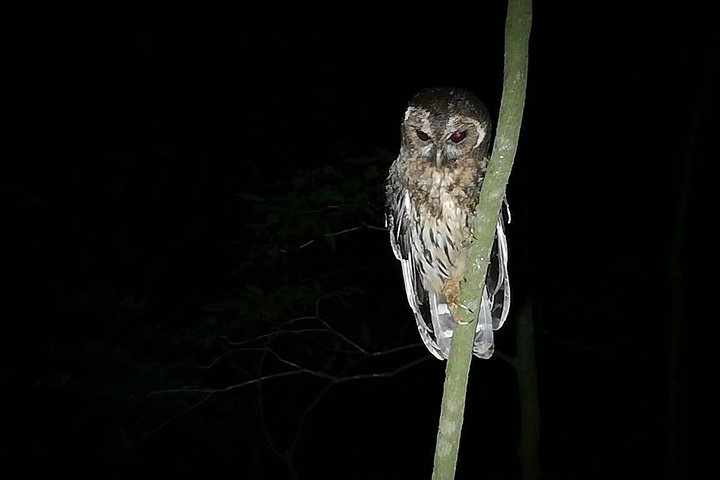 Promenade nocturne dans la forêt de nuages de Monteverde, Costa Rica, à la recherche de la faune nocturne, photo 16 | wizardtrip
