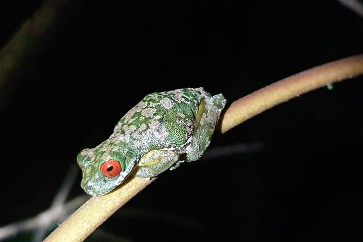 Promenade nocturne dans la forêt de nuages de Monteverde, Costa Rica, à la recherche de la faune nocturne, photo 17 | wizardtrip