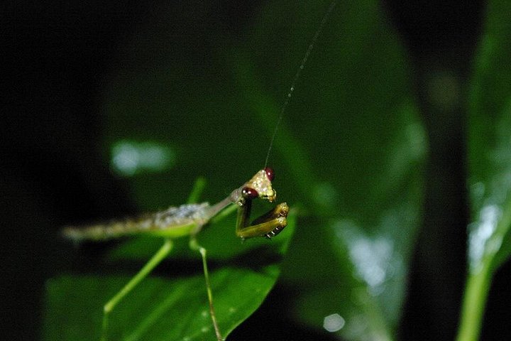 Promenade nocturne dans la forêt de nuages de Monteverde, Costa Rica, à la recherche de la faune nocturne, photo 18 | wizardtrip