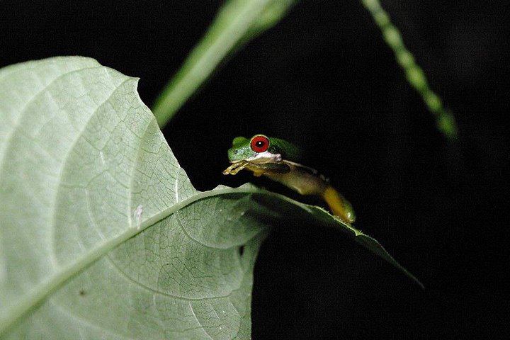 Promenade nocturne dans la forêt de nuages de Monteverde, Costa Rica, à la recherche de la faune nocturne, photo 19 | wizardtrip
