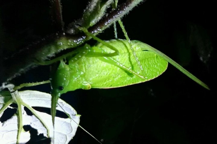 Promenade nocturne dans la forêt de nuages de Monteverde, Costa Rica, à la recherche de la faune nocturne, photo 20 | wizardtrip