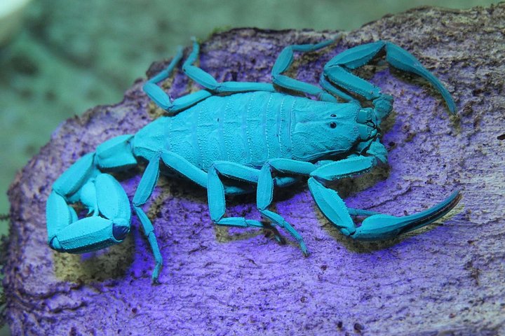 Promenade nocturne dans la forêt de nuages de Monteverde, Costa Rica, à la recherche de la faune nocturne, photo 21 | wizardtrip