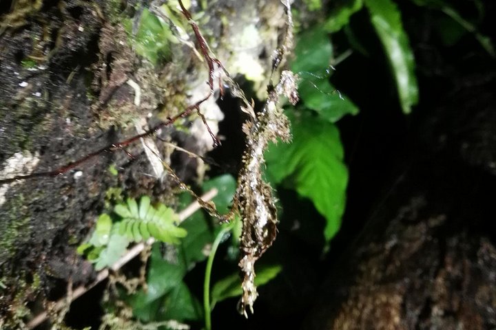 Promenade nocturne dans la forêt de nuages de Monteverde, Costa Rica, à la recherche de la faune nocturne, photo 22 | wizardtrip