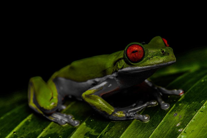 Promenade nocturne dans la forêt de nuages de Monteverde, Costa Rica, à la recherche de la faune nocturne, photo 24 | wizardtrip