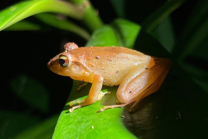 Promenade nocturne dans la forêt de nuages de Monteverde, Costa Rica, à la recherche de la faune nocturne, photo 25 | wizardtrip