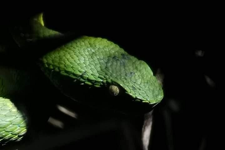 Promenade nocturne dans la forêt de nuages de Monteverde, Costa Rica, à la recherche de la faune nocturne, photo 26 | wizardtrip