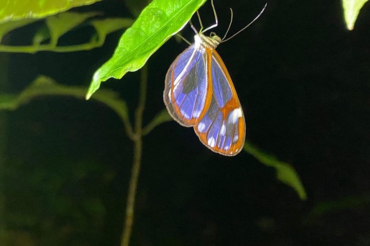 Promenade nocturne dans la forêt de nuages de Monteverde, Costa Rica, à la recherche de la faune nocturne, photo 27 | wizardtrip